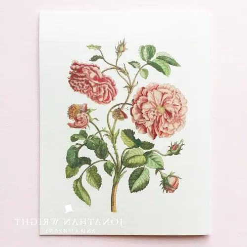 Antique Rose Box Set