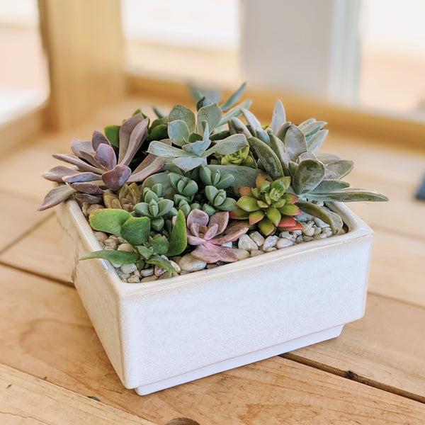 Medium Succulent Planter