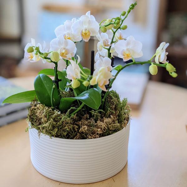 Talia Potted Orchid Arrangement