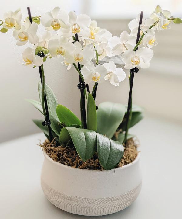 Talia Potted Orchid Arrangement